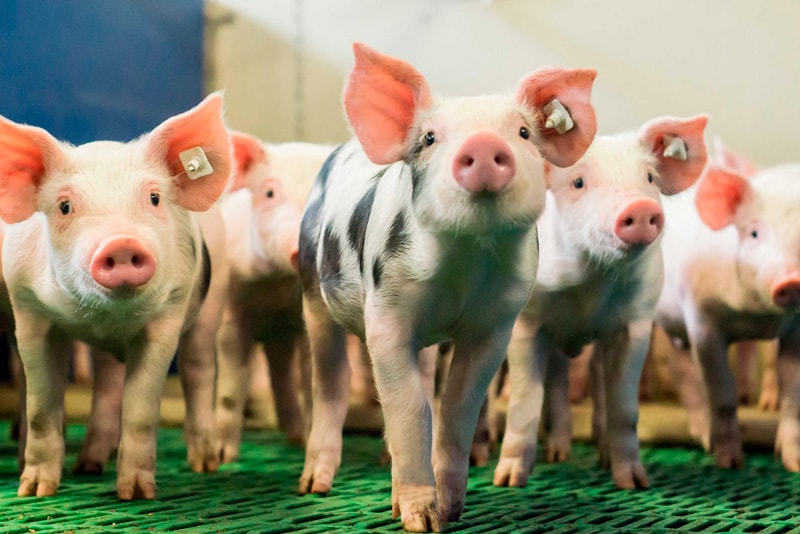 Weniger Durchfall und schwerere, gleichmäßigere Aufzuchtferkel